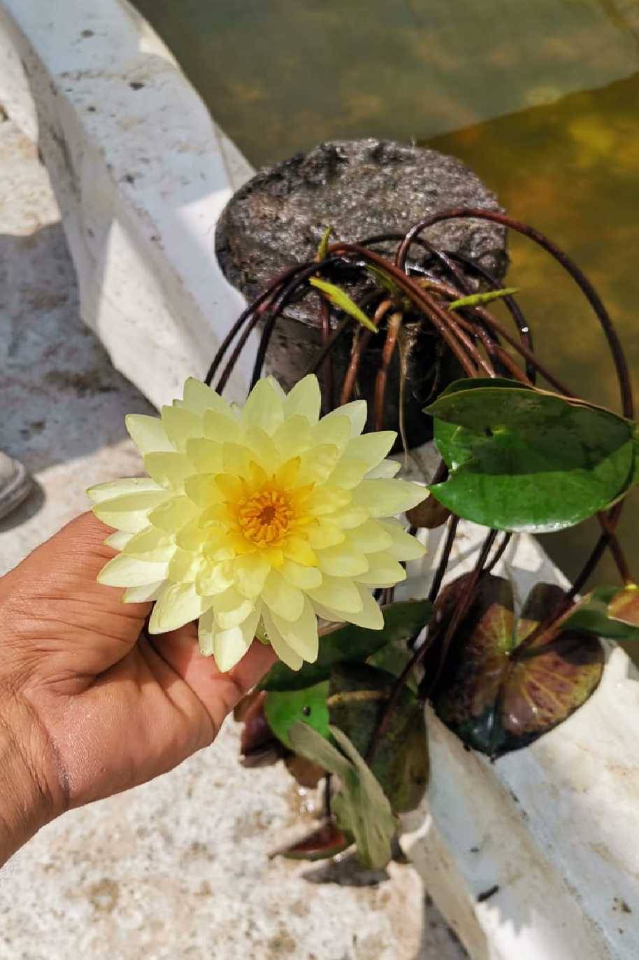 Water Lily Mexicana Yellow Double