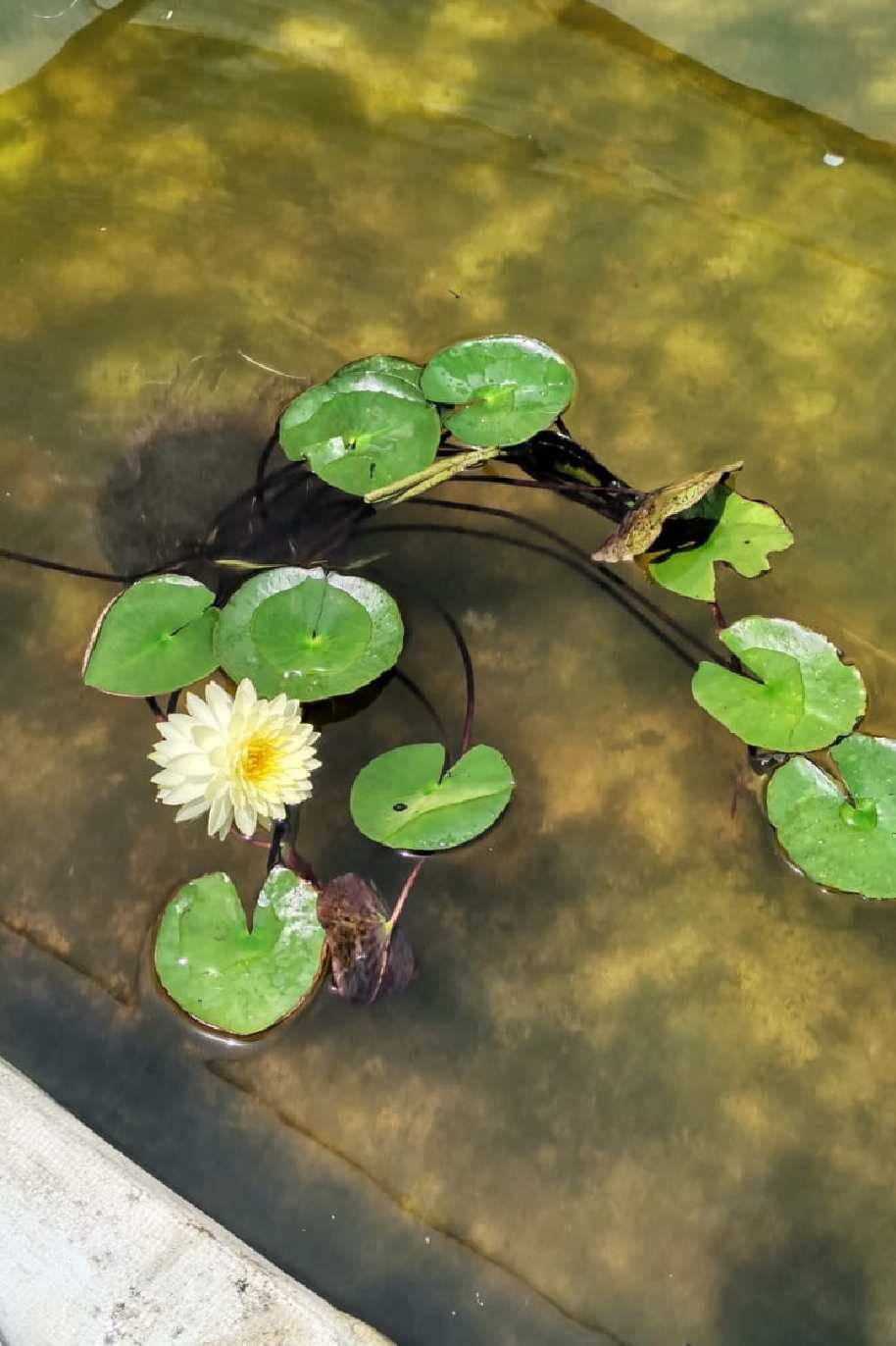 Nymphaeaceae
