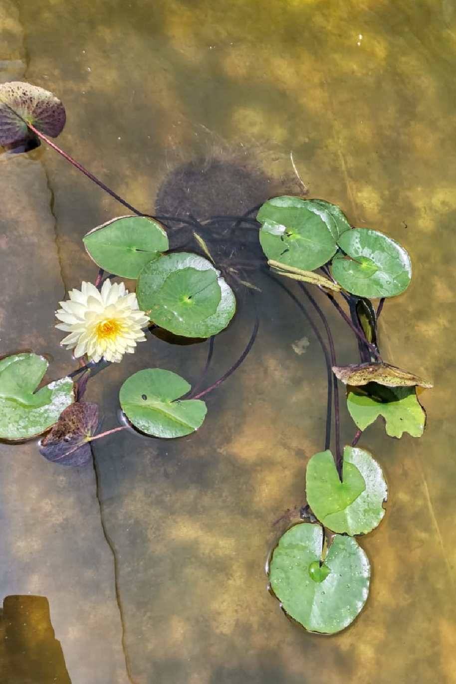 Water Lily Mexicana Yellow Double