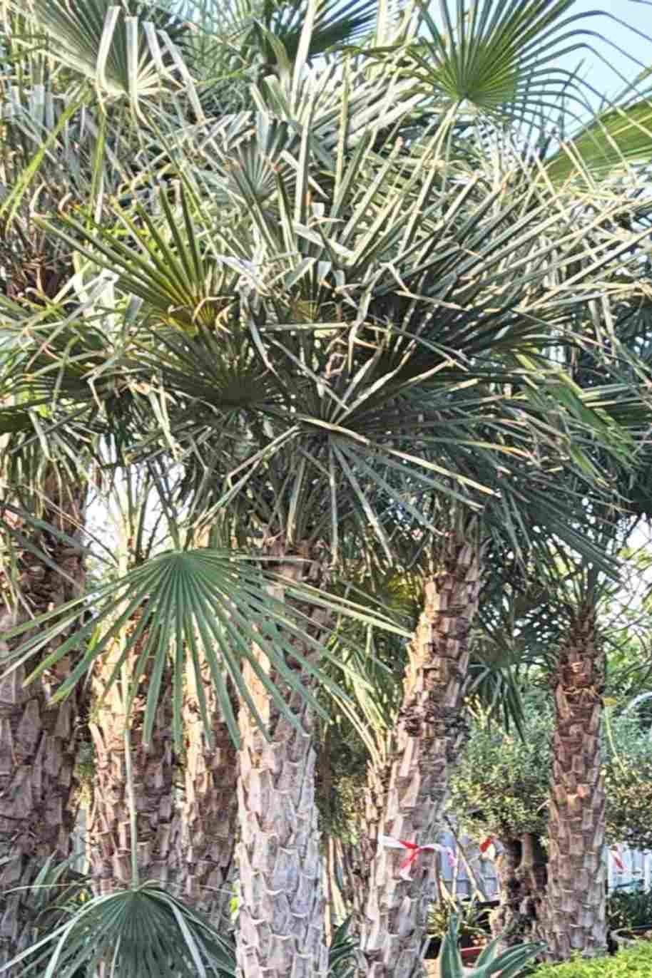 Copernicia alba