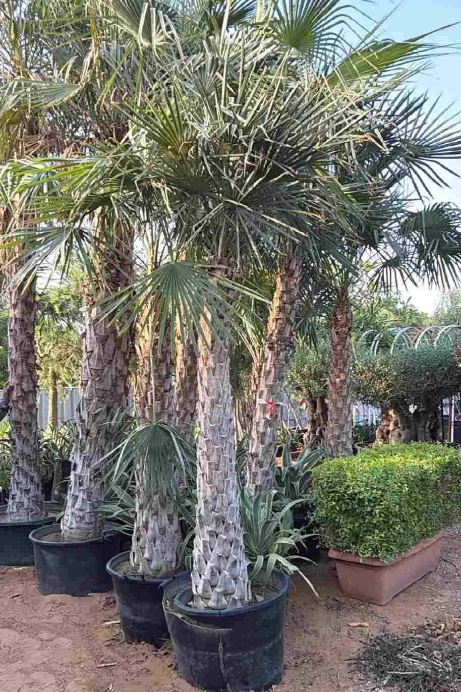 Wax Palm Pakistan