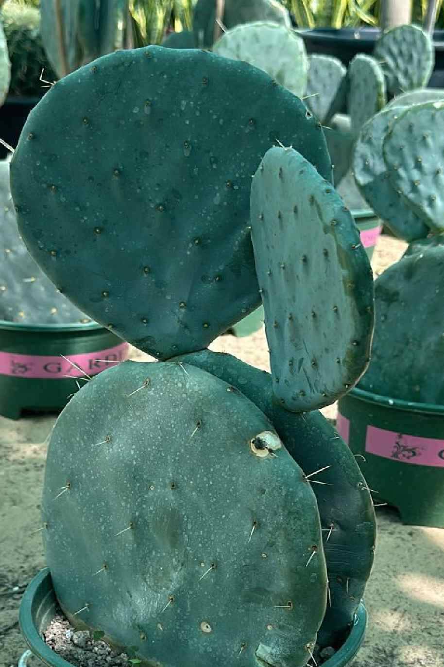 Wheel Cactus