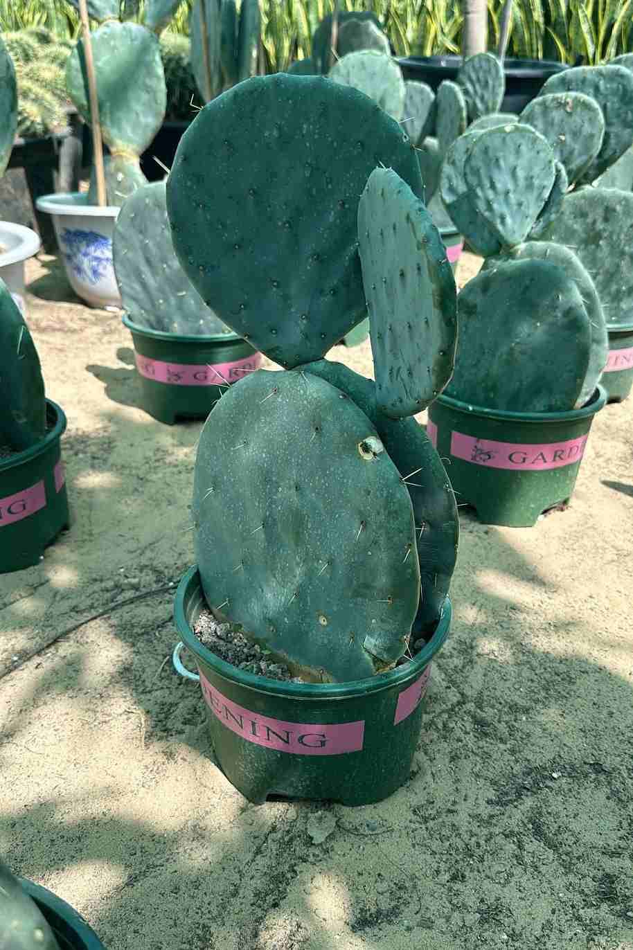 Wheel Cactus