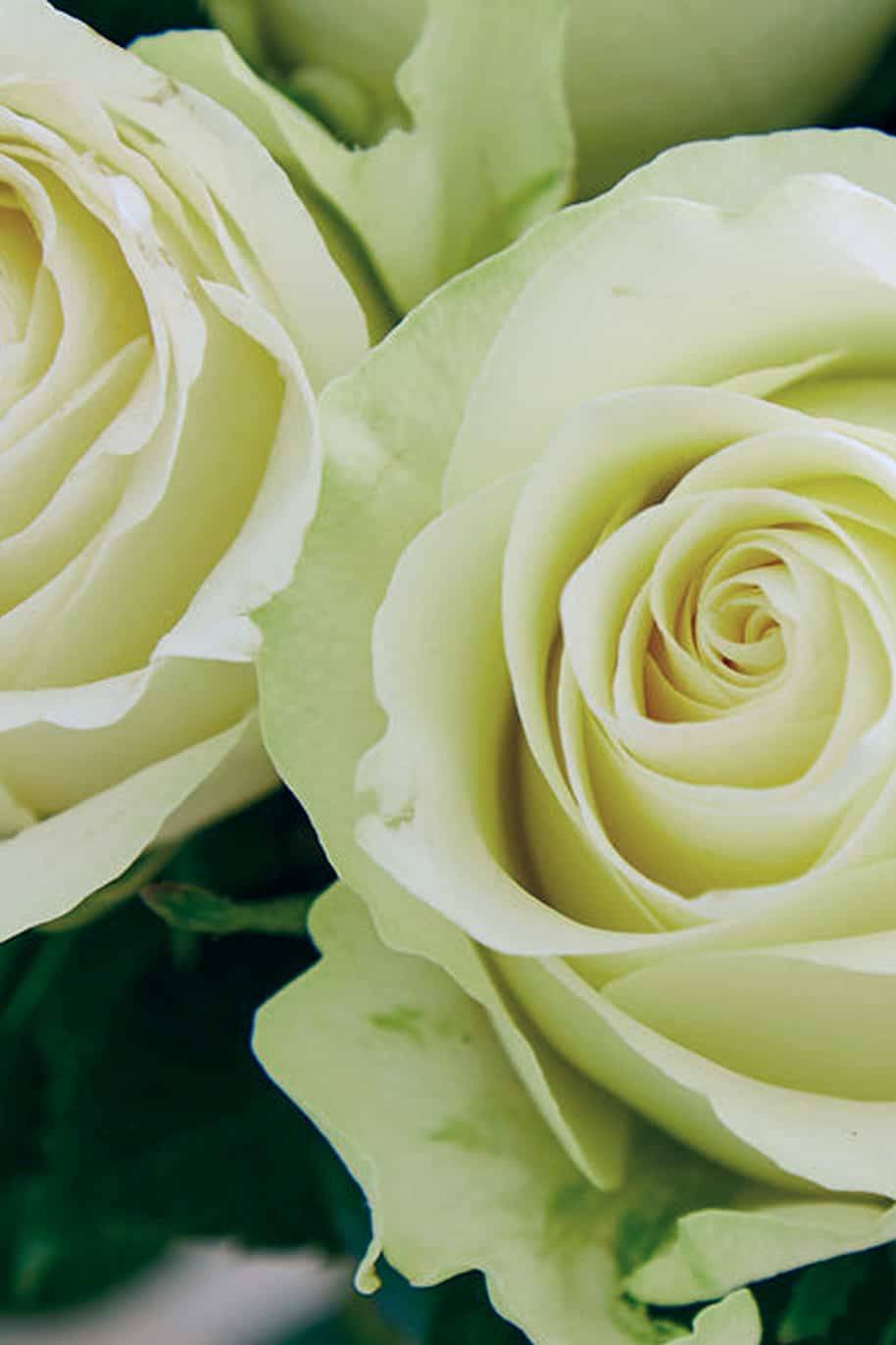 White Blooms