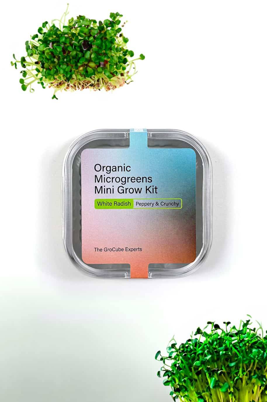 White Radish - Mini Microgreen Grow Kit