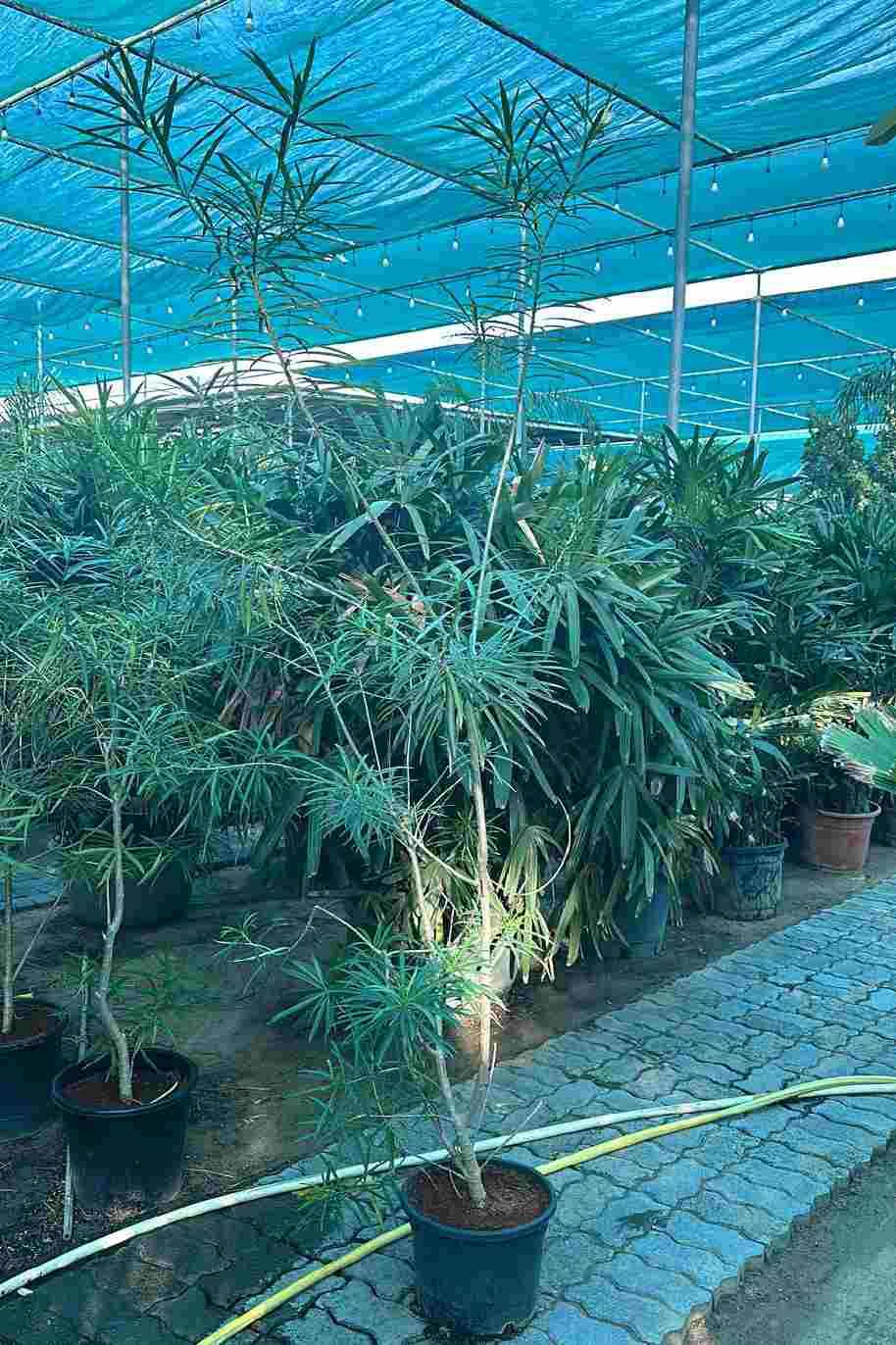 Thevetia Neriifolia