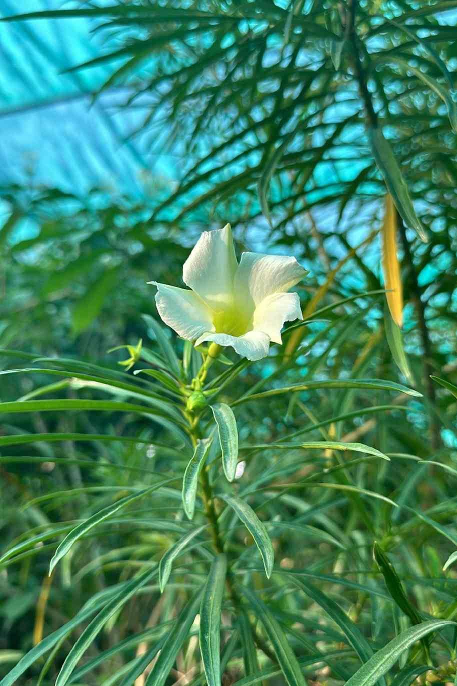 White Thevetia Peruviana