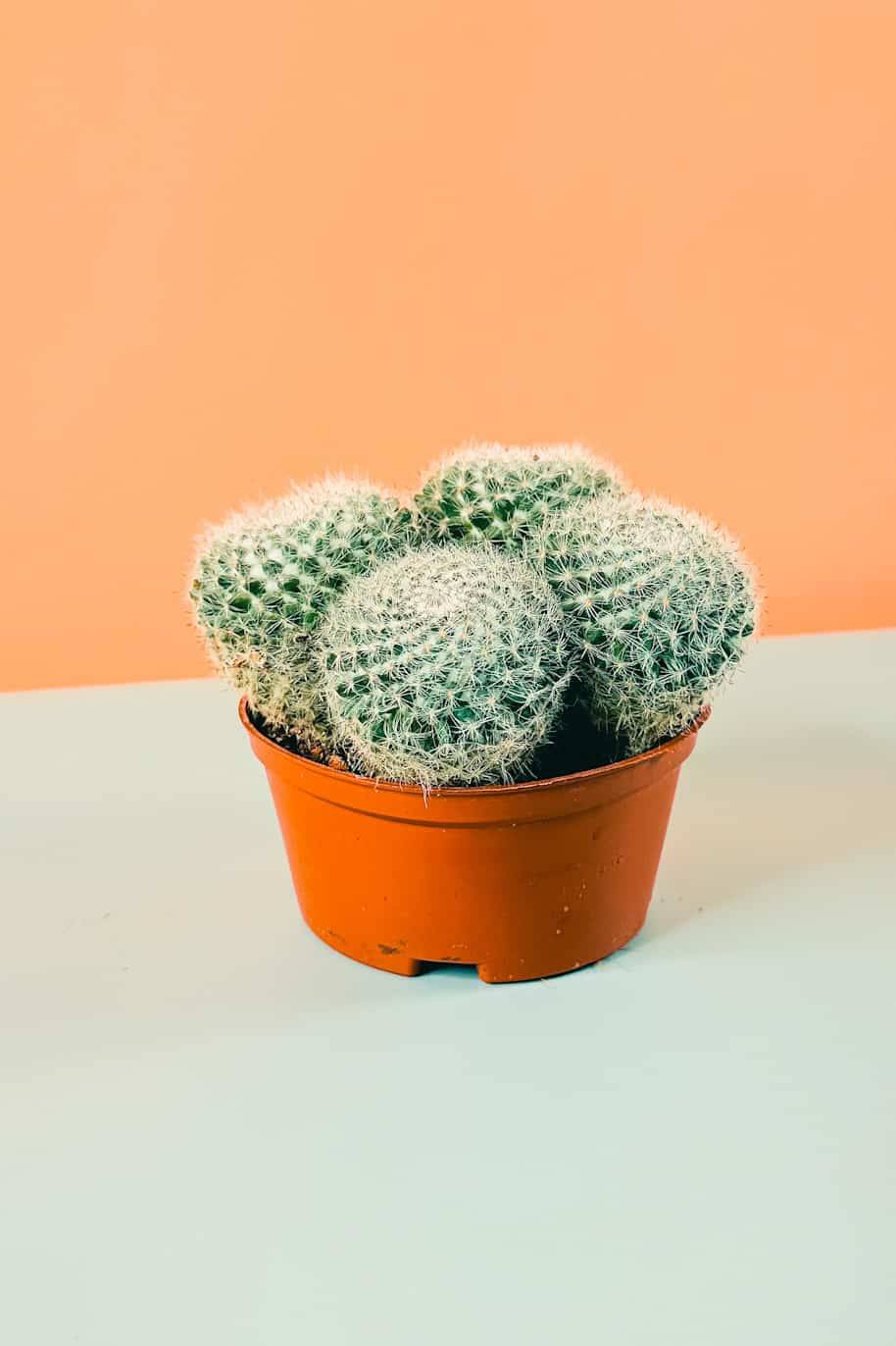 White Crown Cactus