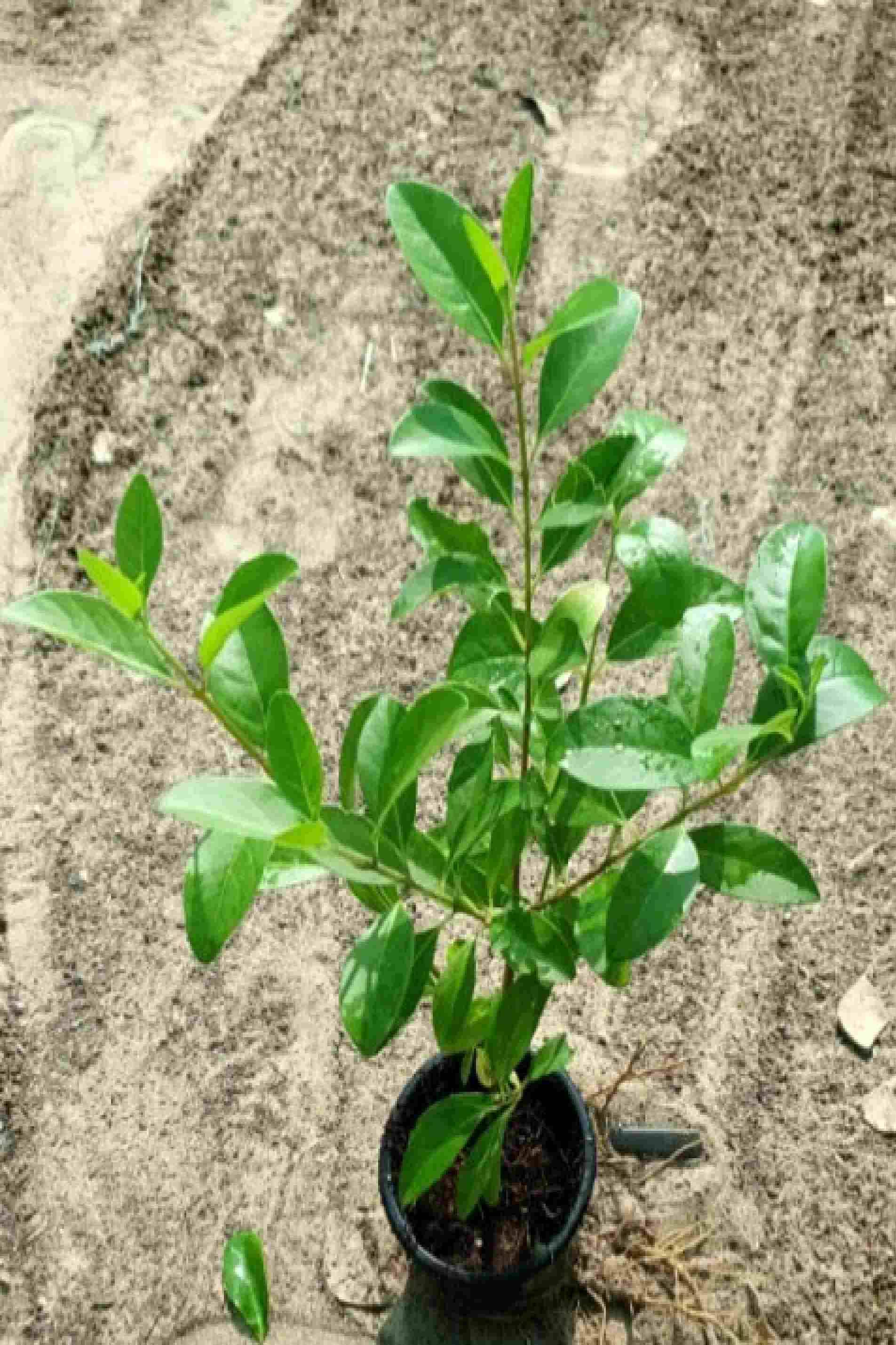 Wild Jasmine