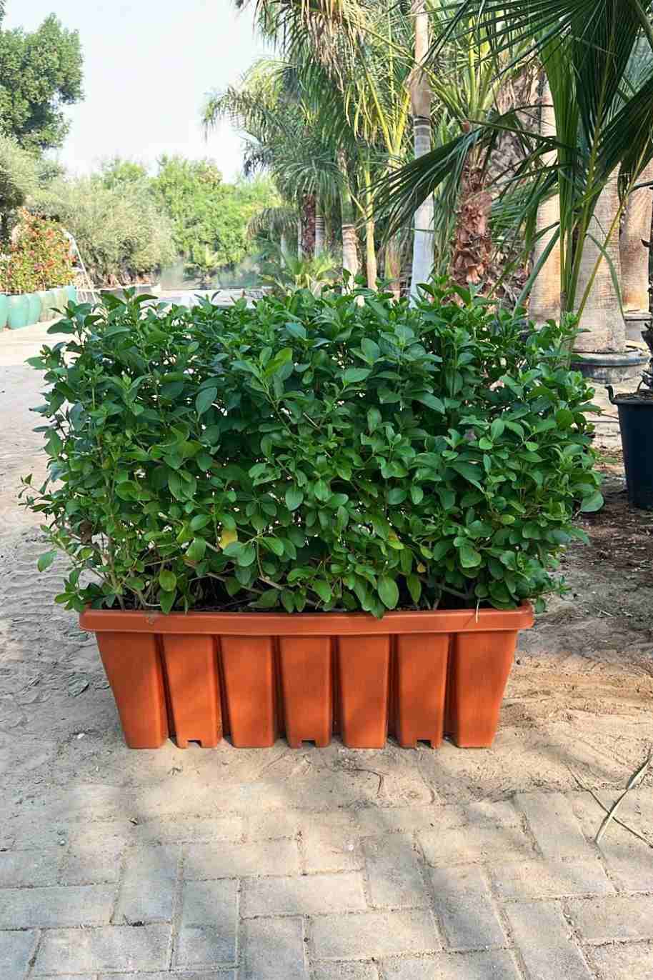 Wild Jasmine Wall Shaped