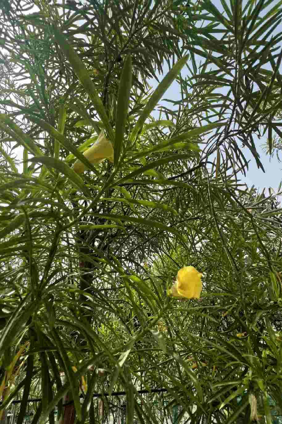 Yellow Oleander Plant Tree