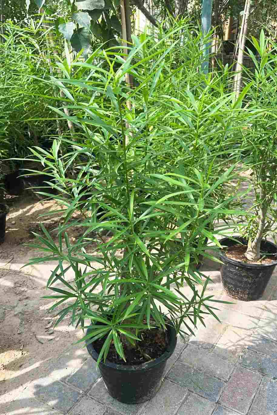 Yellow Oleander Thick Trunk