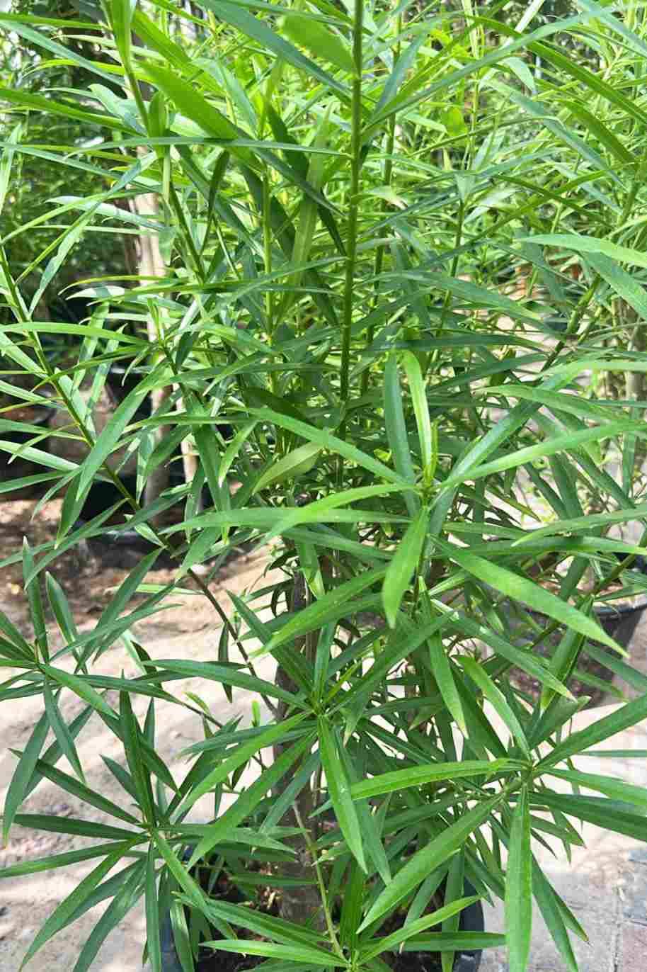 Yellow Oleander Thick Trunk