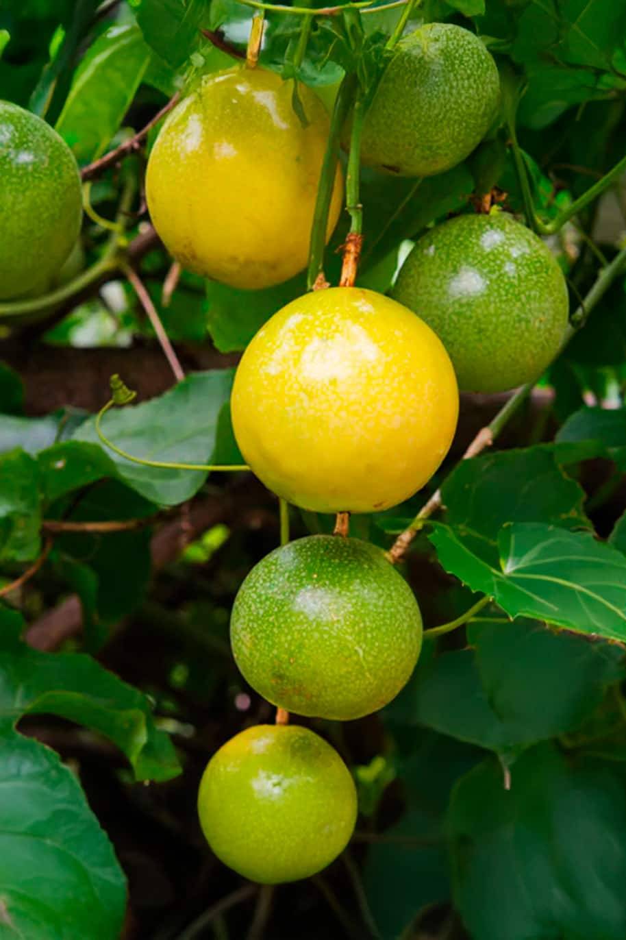 Yellow Passion Fruit Seeds