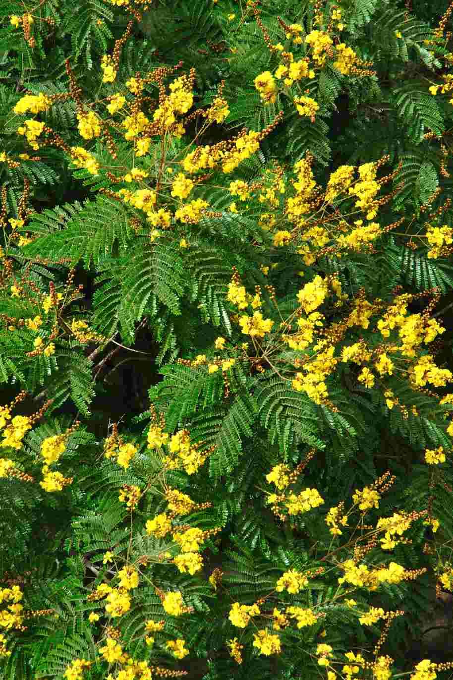 Yellow Poinciana