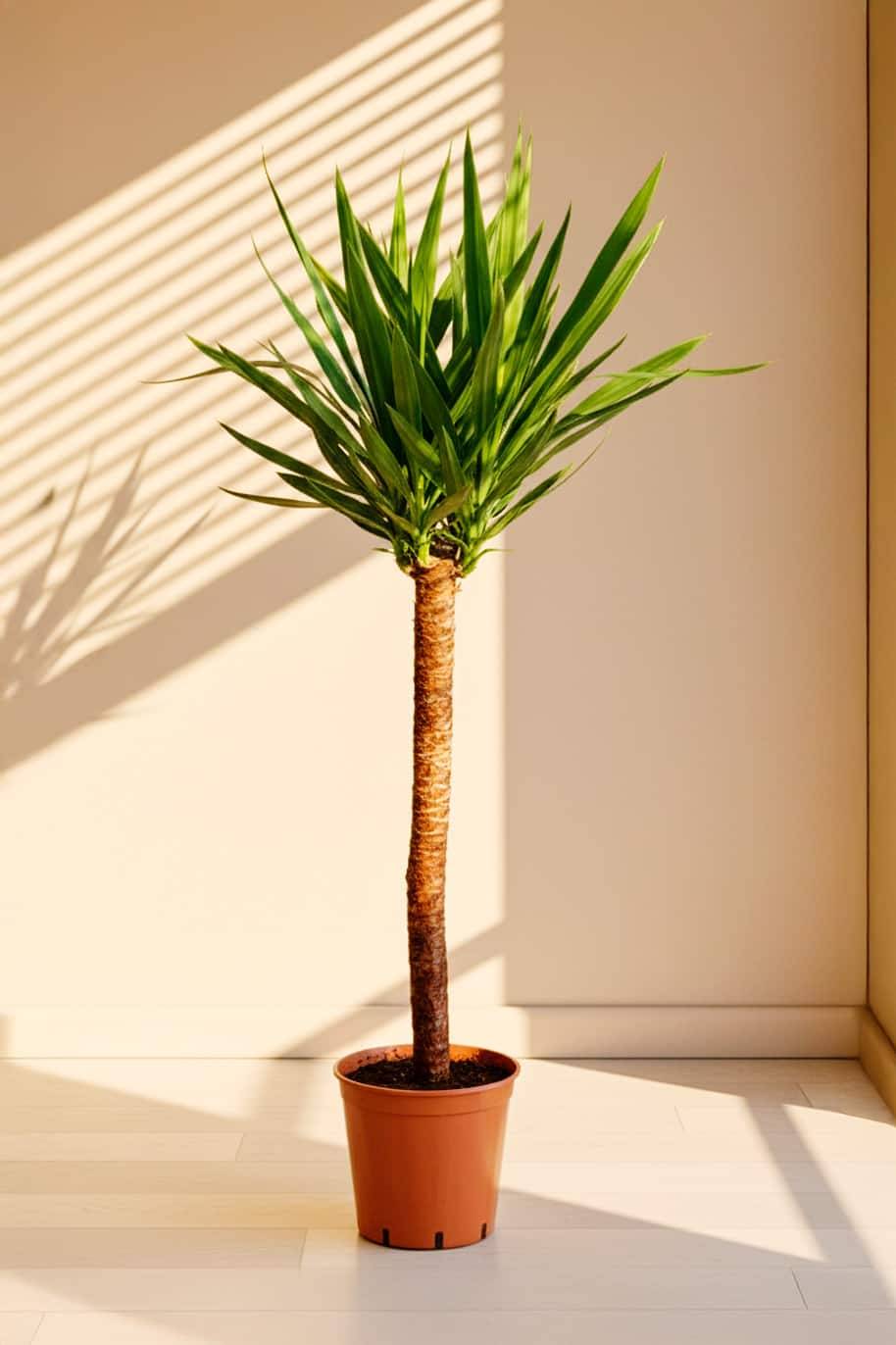 Yucca 120 - 150cm - Yucca Asparagaceae