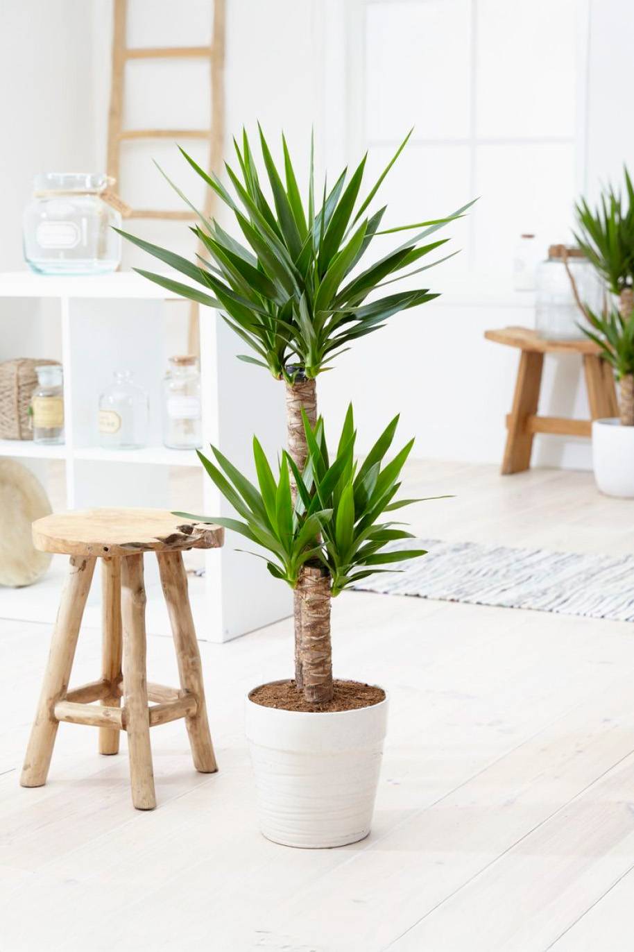 Yucca Indoor 2pp - Yucca Asparagaceae