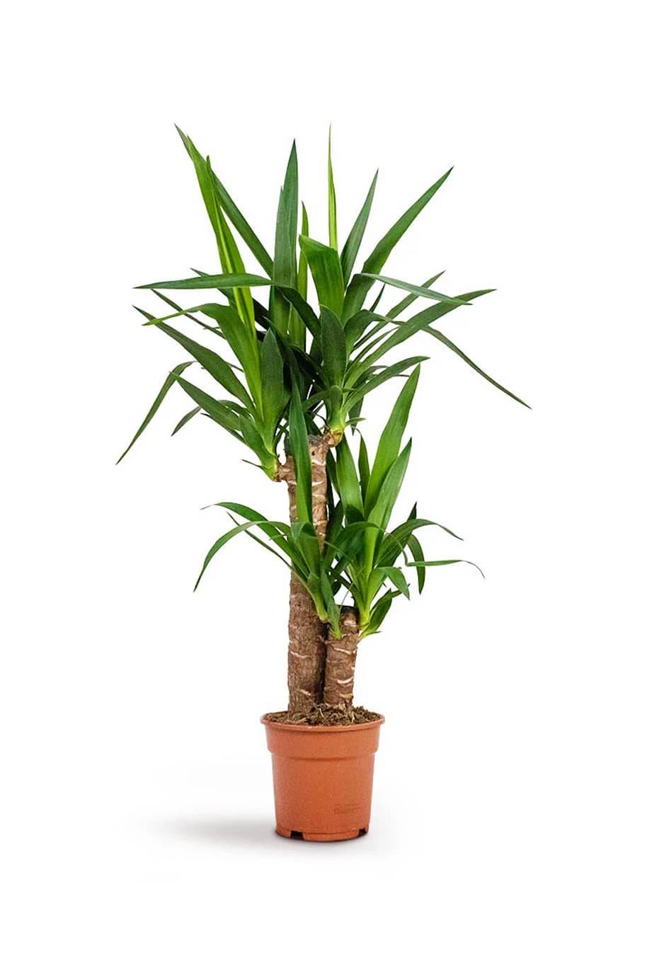 Yucca Indoor 2pp - Yucca Asparagaceae - image 3