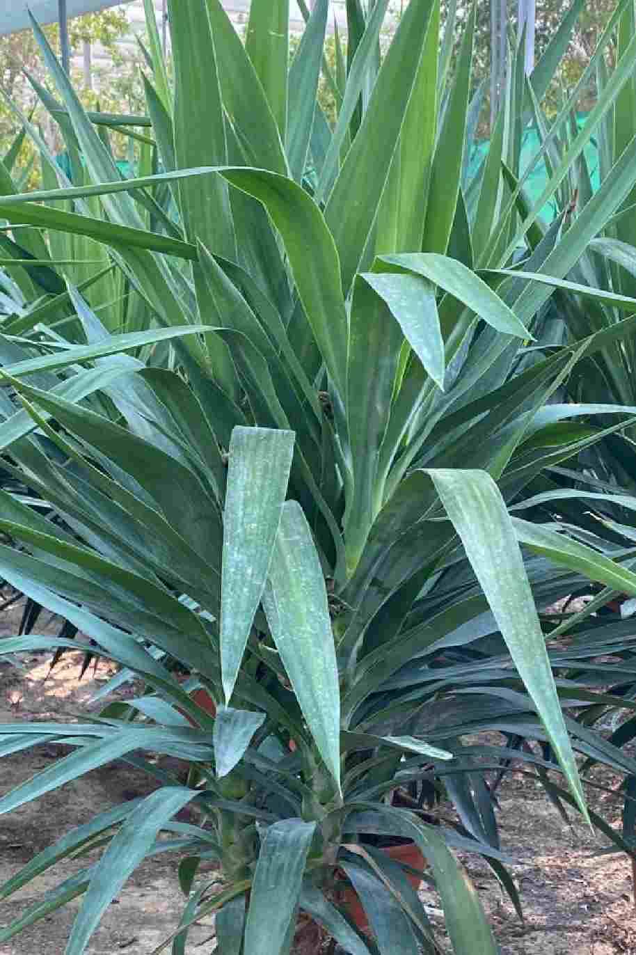 Yucca Elegans Green