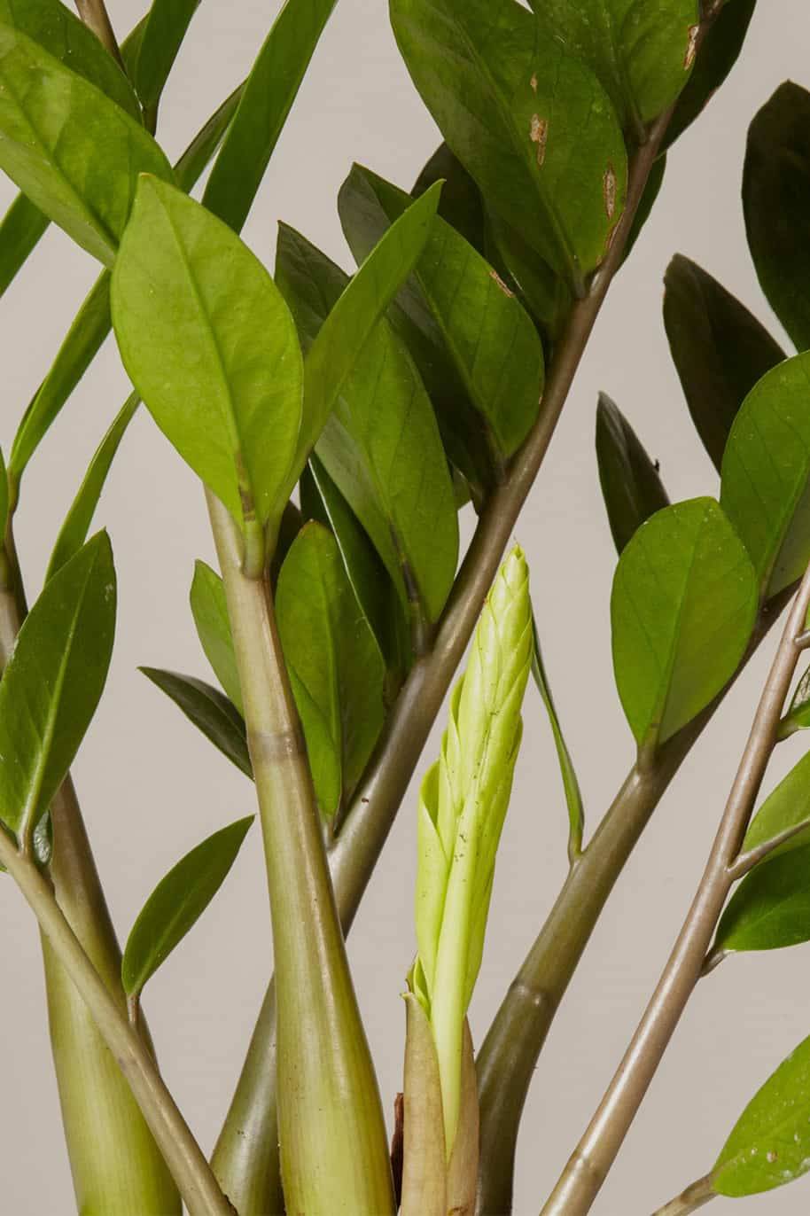 Zamioculcas Zamiifolia - ZZ Plant