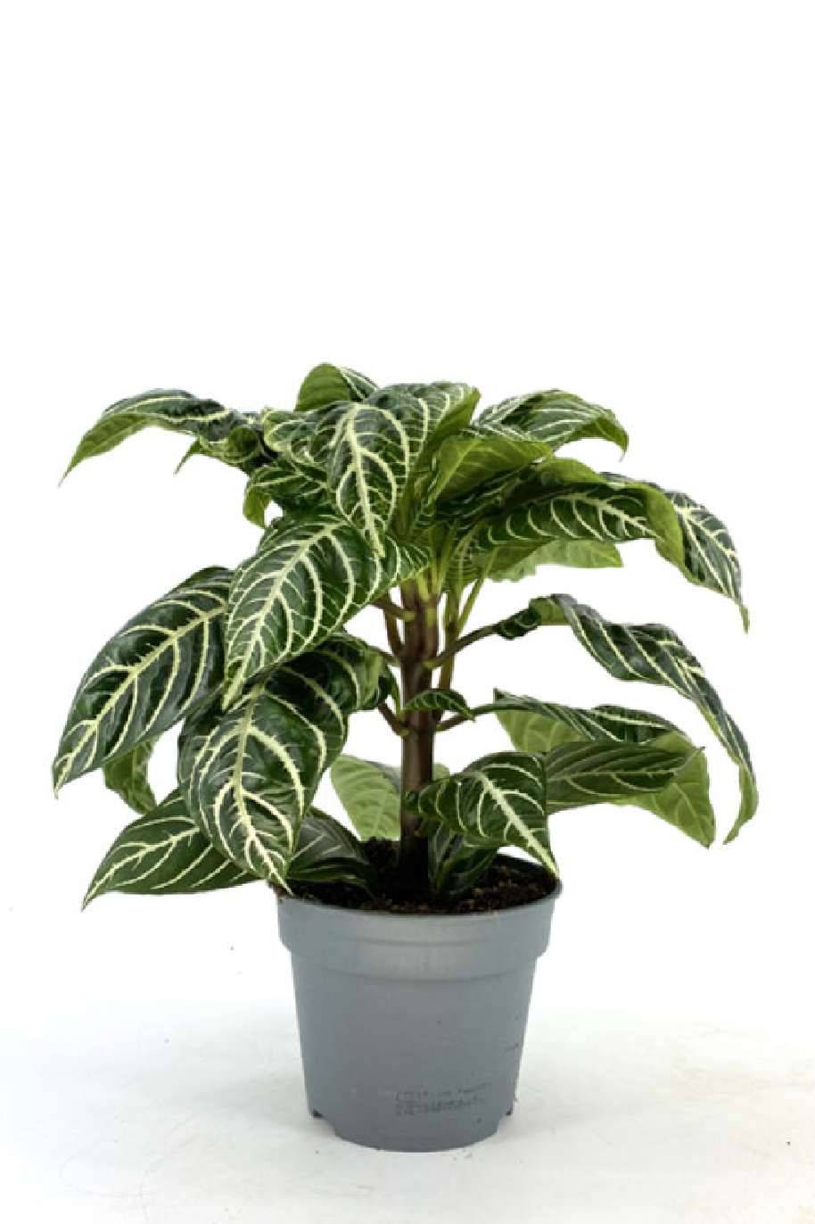 Vibrant Flowering Indoor Plantshop me vibrant-flowering-indoor-plantshop-me