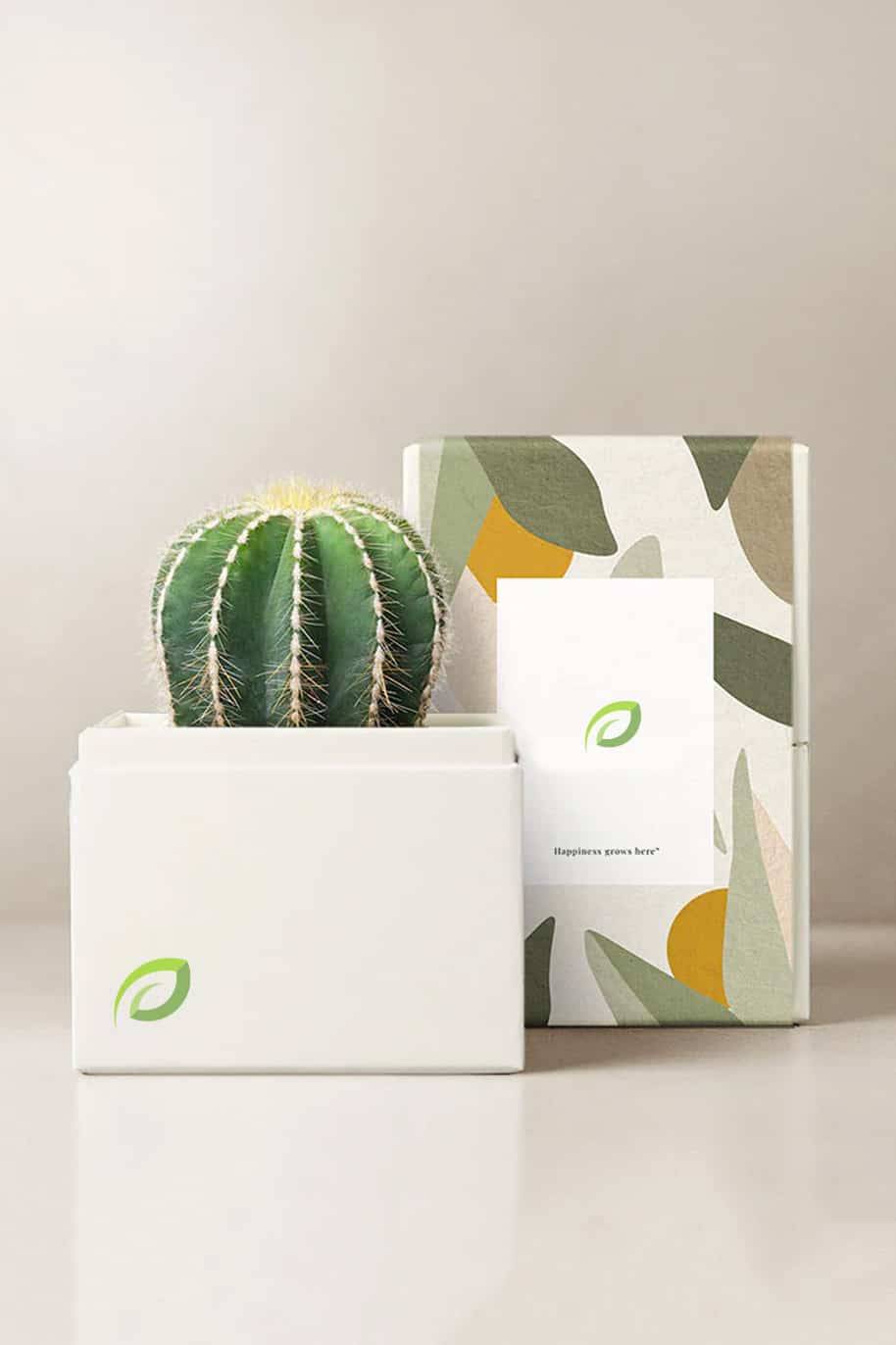 Zen Garden Cacti Box
