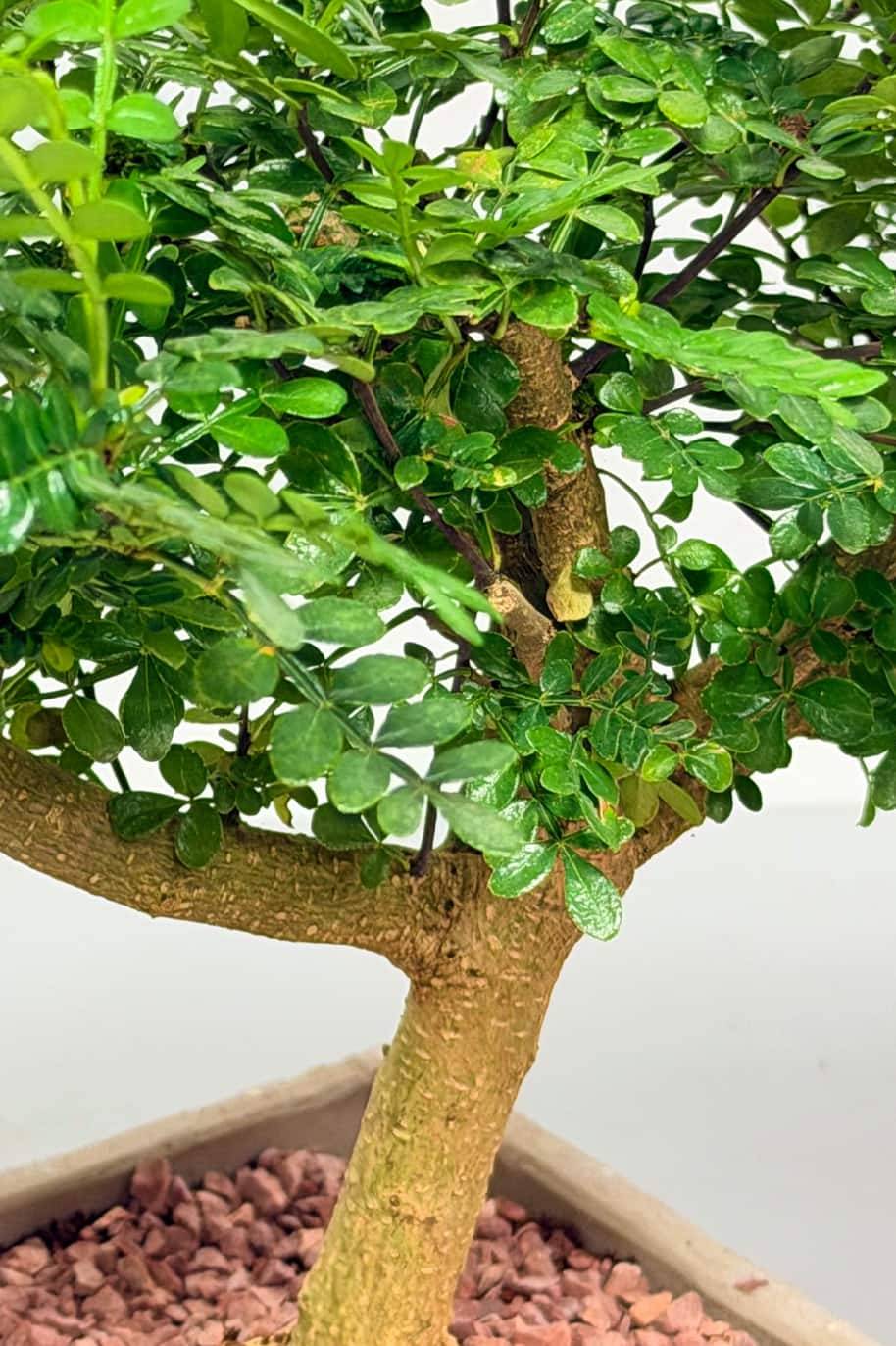 Fukien Tea