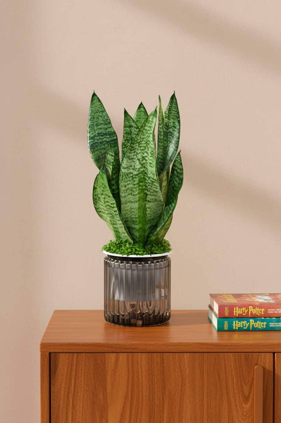 Zeylanica Self Watering