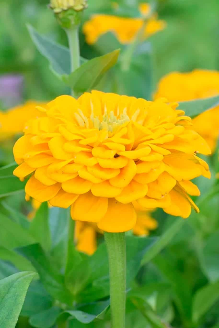 Zinnia Canary Bird Seeds