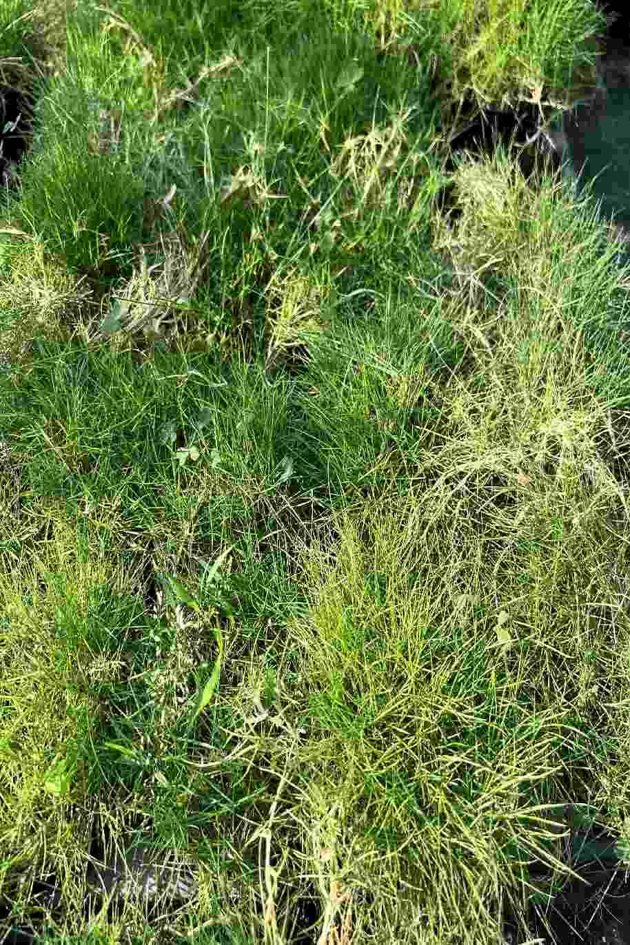 Zoysia Tenuifolia or Korean Lawn Grass