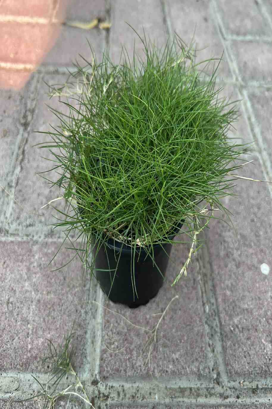 Zoysia Tenuifolia or Korean Lawn Grass