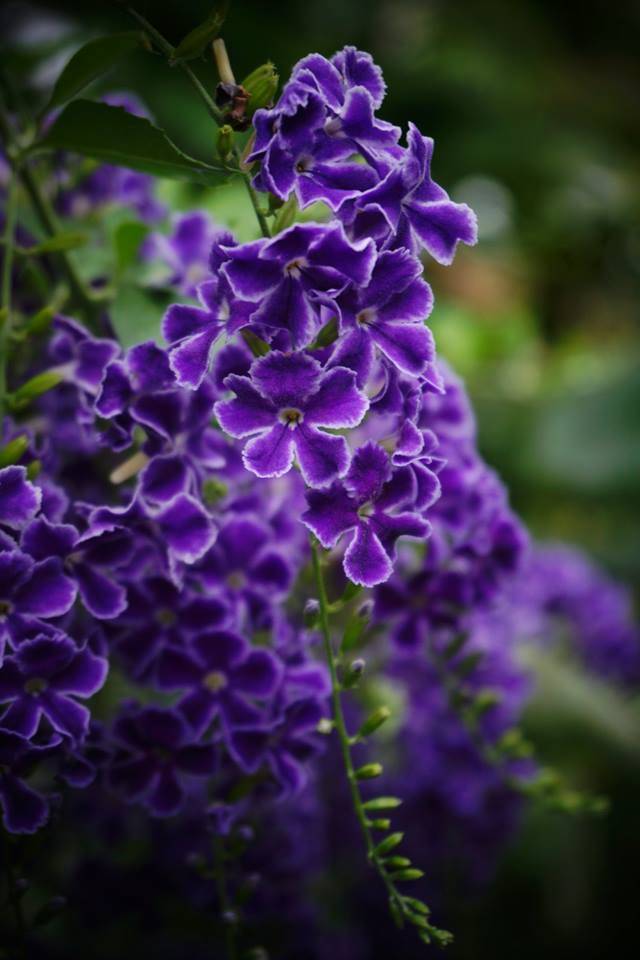 Sapphire Showers - Duranta Erecta - image 3