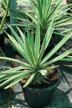 Variegated Caribbean Agave - Agave angustifolia 'Marginata'