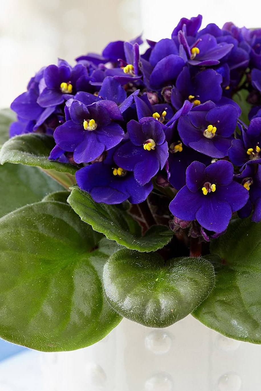 African Violets Indoor Plants Plantshopme
