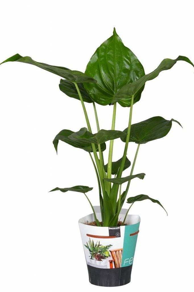Buddhas Hand Elephant Ear Indoor Plants