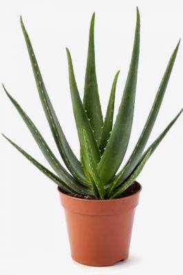 Aloe Vera Outdoor