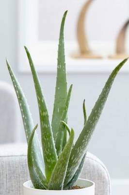 Aloe Vera Indoor Air Purifying Indoor Plants Plantshop Me