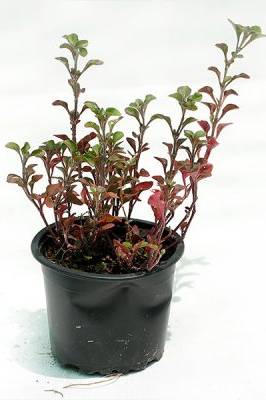 Alternanthera Red
