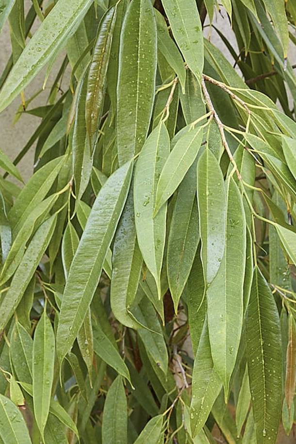 Ficus