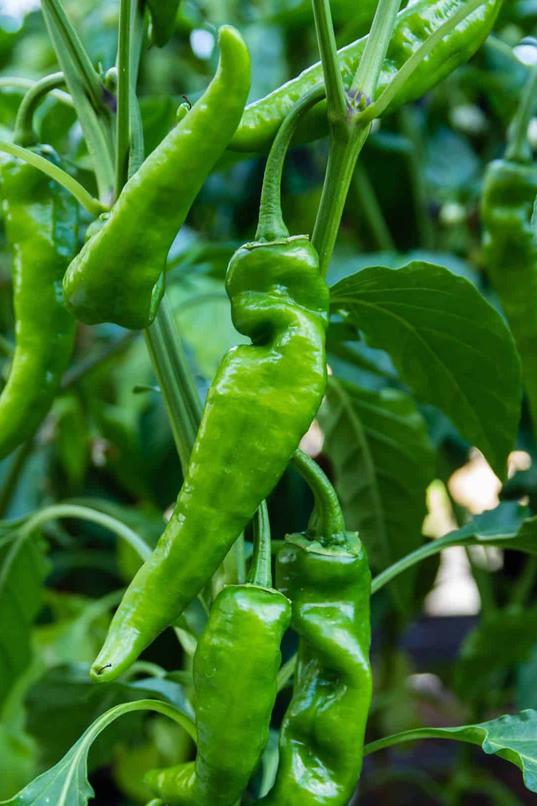 Anaheim Chilli Pepper seeds