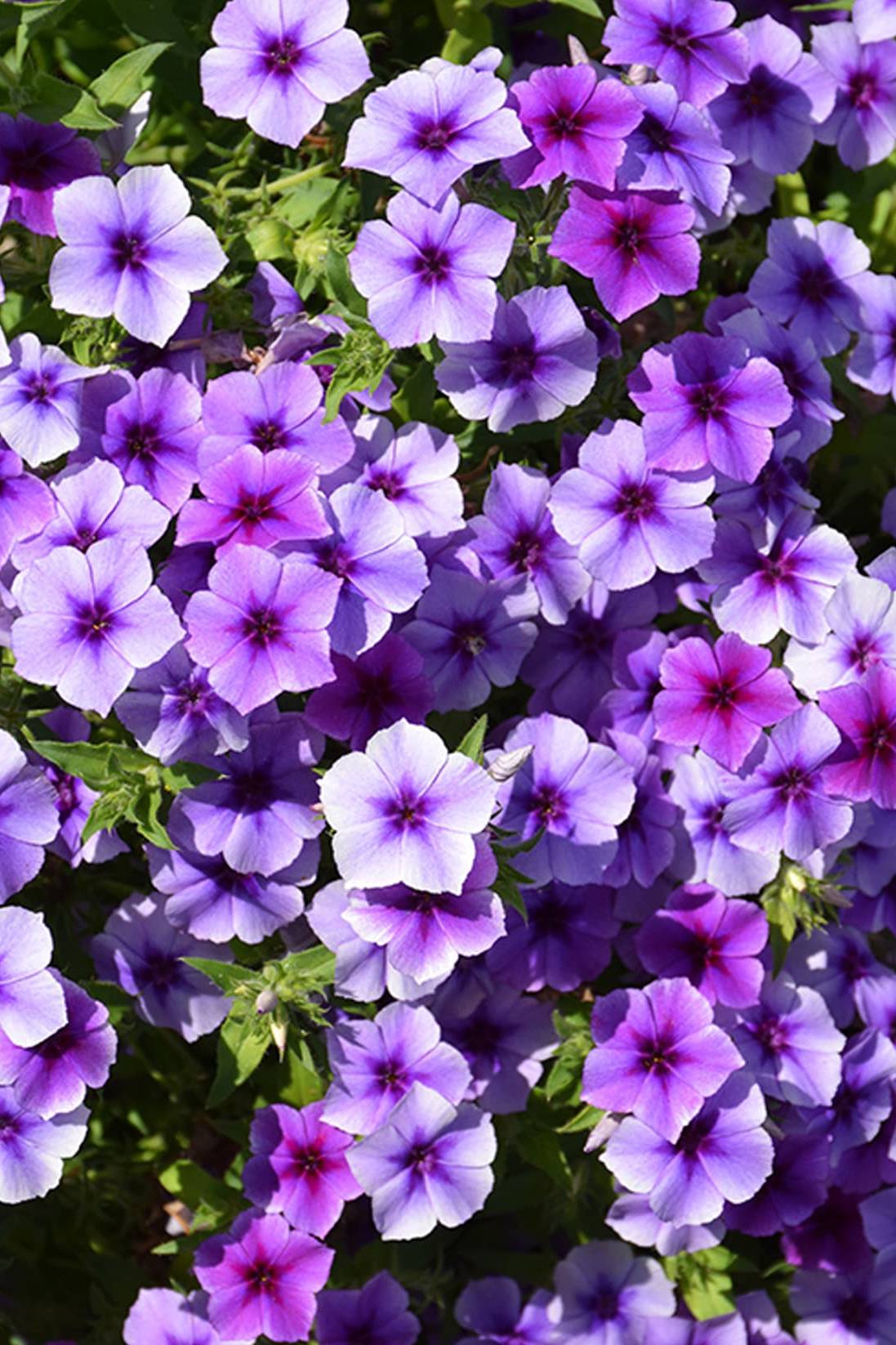 Annual Phlox Mix color Seeds