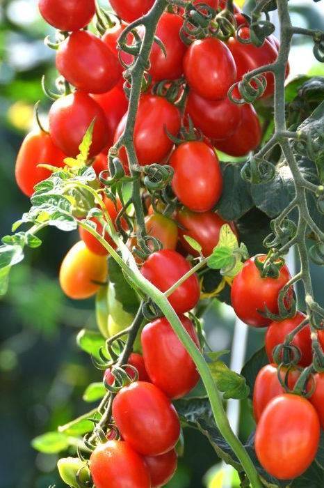 Tomato Roma Red Seeds