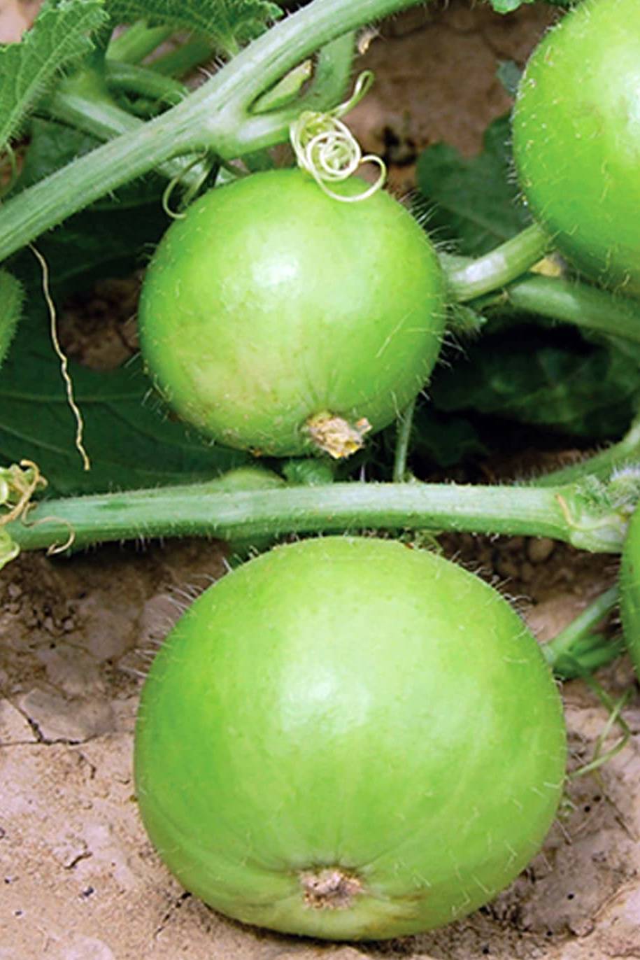 Apple Gourd F1 Hybrid Seeds
