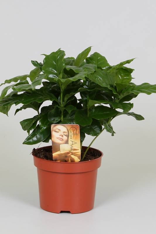 Arabian Coffee Plant