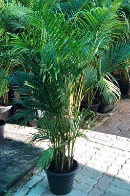 Areca Palm Outdoor