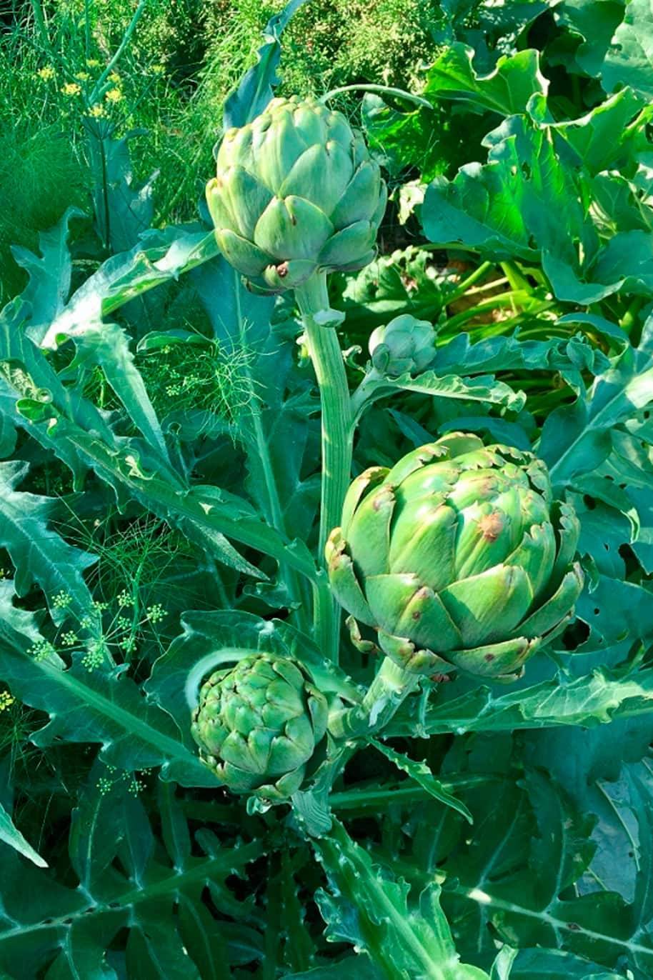 Artichoke Seeds