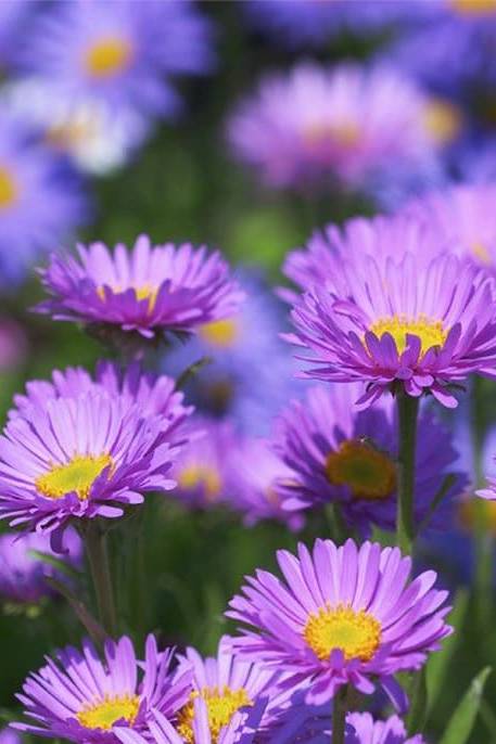 Aster Mixed color Seeds