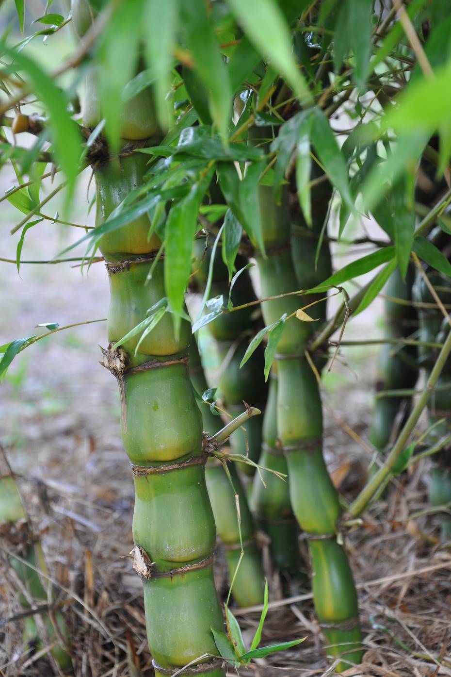 Buddha Bamboo