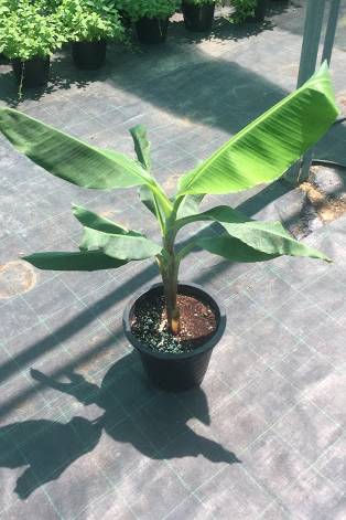 Musa Spp