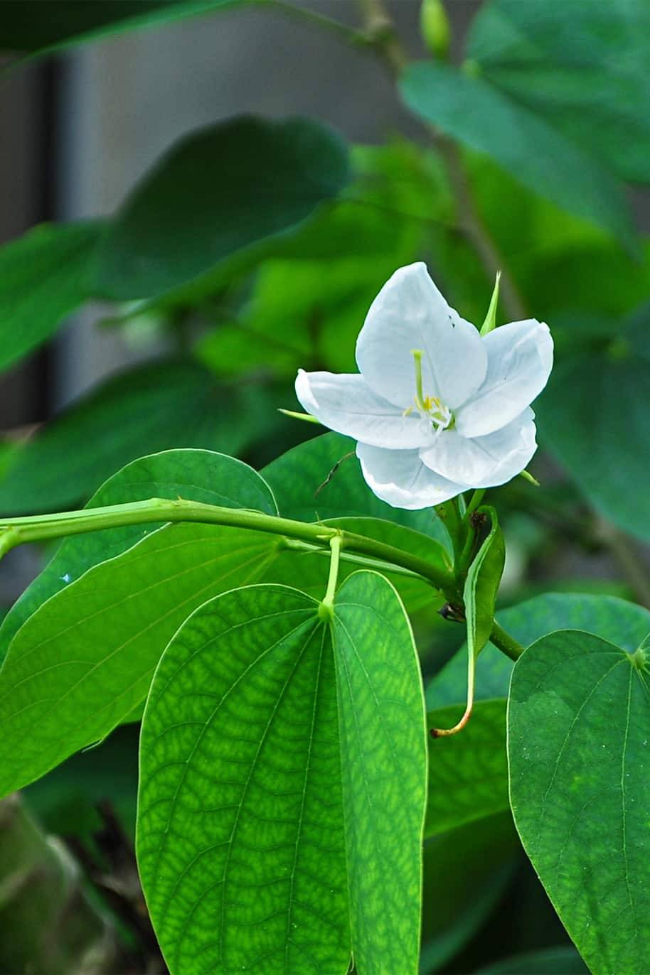 White Orchid Tree Seeds